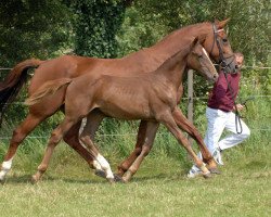 Zuchtstute Marlanta (KWPN (Niederländisches Warmblut), 1994, von Damiro)