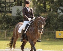 dressage horse Fürst Superio M (Oldenburger, 2007, from Fürst Grandios)