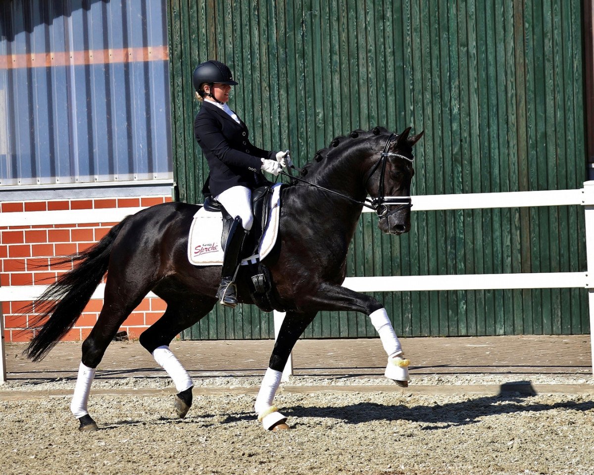 stallion Le Vivaldi (Hanoverian, 2012, from Vivaldi)