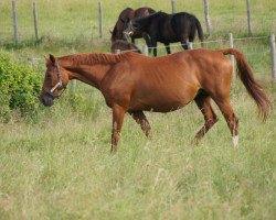 broodmare Gitane Peyredoulle (Selle Français, 1994, from Lieu de Rampan)