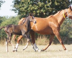 broodmare Referance Val de Mai (Selle Français, 2005, from Le Tot de Semilly)