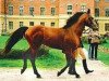 stallion G And C Lagran (Oldenburg, 1999, from Lancer II)