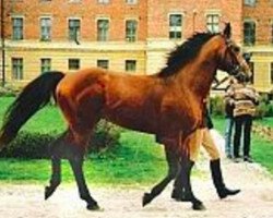 stallion G And C Lagran (Oldenburg, 1999, from Lancer II)