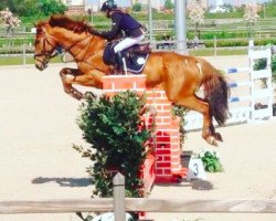 jumper La Grander (Czech Warmblood, 2003, from G And C Lagran)