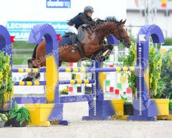 jumper Cesario (Czech Warmblood, 2009, from Cesano II)