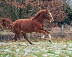 jumper Murmel (Rhinelander, 2013, from Equistro)