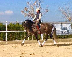 stallion baezano 2012 (Pura Raza Espanola (PRE), 2012)