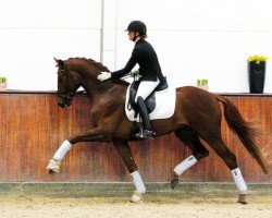 stallion Blue Hors Baron (Hanoverian, 2013, from Callaho's Benicio)