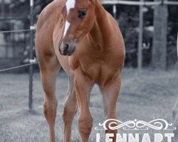 stallion Lennard (Quarter Horse, 2016)