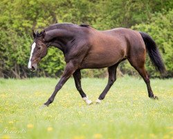 dressage horse Dream Boy 87 (Hanoverian, 2003, from Donnerschlag)