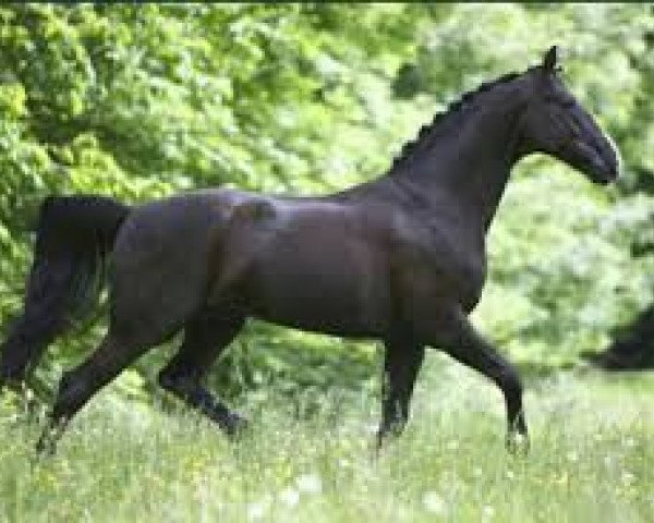 horse Voltaro (Hanoverian, 1998, from Voltaire)