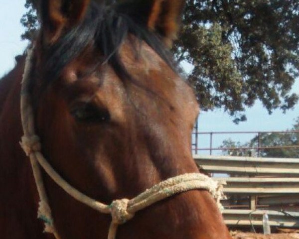 horse Quercus sol (Pura Raza Espanola (PRE), 2009)