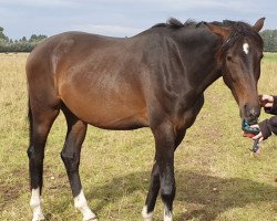 dressage horse Le Vivaldi (Hanoverian, 2018, from Livaldon)