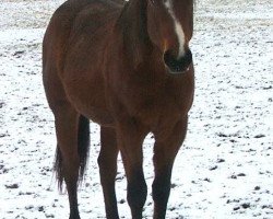 horse Keen Quixote (Quarter Horse, 2015)