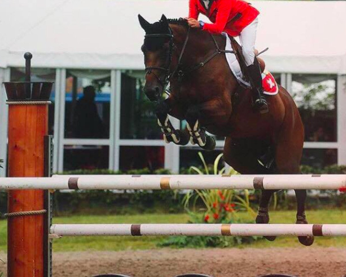 Springpferd Rose de Roche CH (Schweizer Warmblut, 2004)