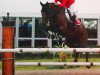 jumper Rose de Roche CH (Swiss Warmblood, 2004)