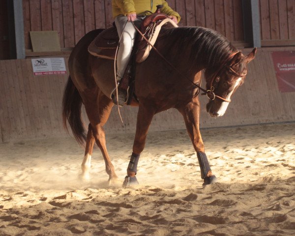 Pferd Jae Colonel Twister (Quarter Horse, 2012)