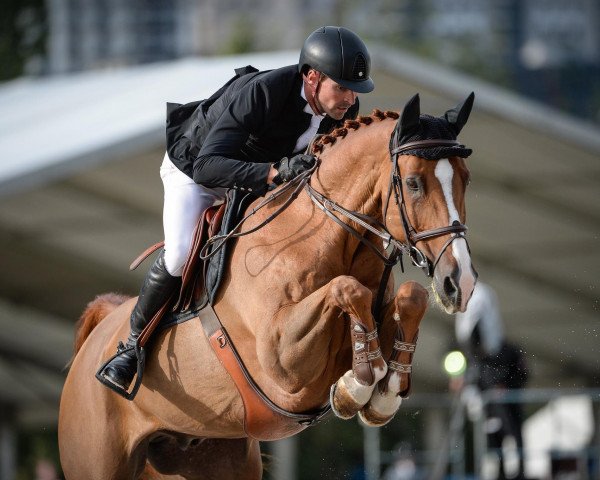 Springpferd Heartwinner V Gurbrue CH (Schweizer Warmblut, 2003, von Heartbreaker)