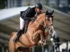 jumper Heartwinner V Gurbrue CH (Swiss Warmblood, 2003, from Heartbreaker)