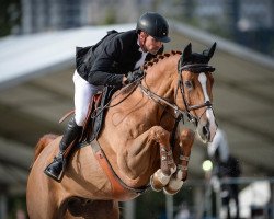 Springpferd Heartwinner V Gurbrue CH (Schweizer Warmblut, 2003, von Heartbreaker)