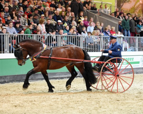 stallion Van Gogh (South German draft horse, 2012, from Victor)