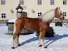 Deckhengst Bardolino (Haflinger, 2011, von Barolo)