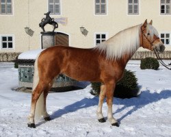 stallion Bardolino (Haflinger, 2011, from Barolo)