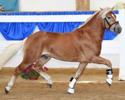 dressage horse Alamo (3,03% ox) (Edelbluthaflinger, 2013, from Alabaster B)