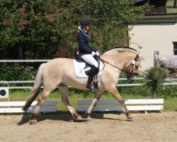 horse Rico (Fjord Horse, 2010, from Kastanielystens Rasmus)