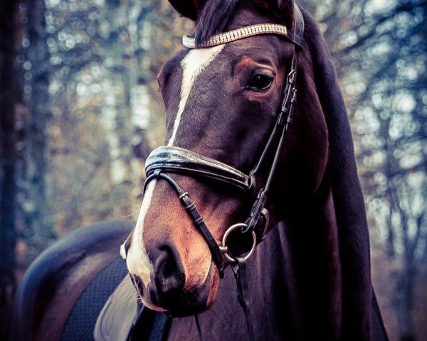 horse Nacima (Swedish Warmblood, 2010, from Cairo)