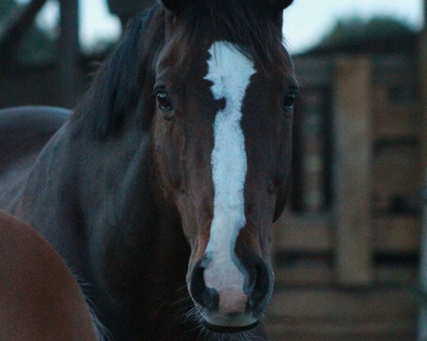 jumper Sir Henry (Holsteiner, 2002, from Charisma)