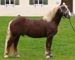 stallion Schöffau (South German draft horse, 2013, from Sribery)