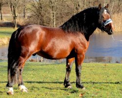 stallion Versbach (South German draft horse, 2012, from Victor)