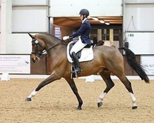 dressage horse Aquiro (Rhinelander, 2003, from Aquino 34)