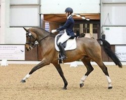 dressage horse Aquiro (Rhinelander, 2003, from Aquino 34)