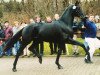 stallion De La Vega (Rhinelander, 2000, from Don Gregory)