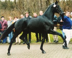 Deckhengst De La Vega (Rheinländer, 2000, von Don Gregory)