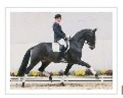 dressage horse Royal Baltic (Oldenburg, 2005, from Royal Olymp 142 FIN)