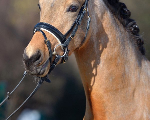 stallion Gitano Classic (German Riding Pony, 2014, from Going East)