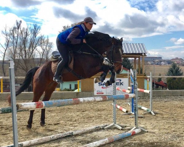 jumper Corsiola (Slovakian Warmblood, 2012, from Corssini)