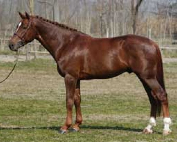 stallion Can Can Del Terriccio (Sella Italiano, 1999, from Cash)