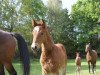 broodmare Sternschnuppe (Oldenburg show jumper, 2016, from Perigueux)