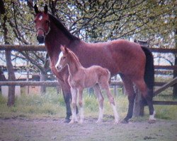 broodmare Love in the Air (Westphalian, 1994, from Landadel)