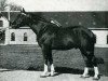 stallion Venoix (Anglo-Norman, 1943, from Quaker)