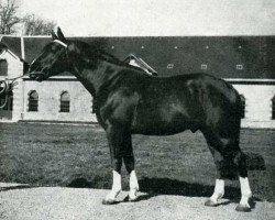 stallion Venoix (Anglo-Norman, 1943, from Quaker)