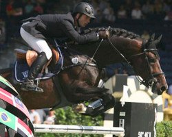 stallion Baron Cento Heldenlaan (Belgian Warmblood, 2001, from Cento)