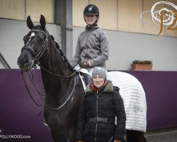 dressage horse Dark Chocolate (Westphalian, 2007, from Damon Hill)