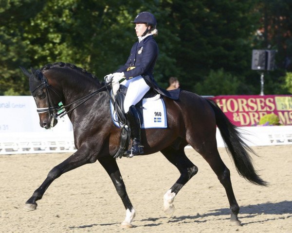 dressage horse Webster (KWPN (Royal Dutch Sporthorse), 2003, from Krack C)