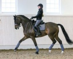 dressage horse Aladin (KWPN (Royal Dutch Sporthorse), 2005, from Tchaikovsky 2)