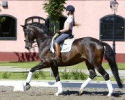 dressage horse Deela Mae (Westphalian, 1999, from De Niro)